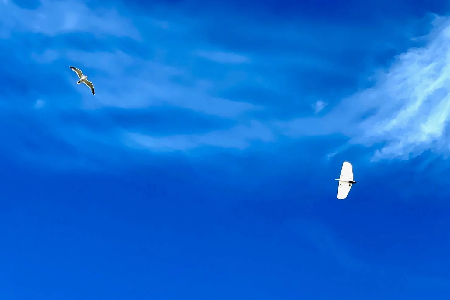 Dream-Flight Weasel-Trek 90cm Dream-Flight Weasel-Trek 90cm -MKS Sales Store dream flight weasel trek 90cm 50