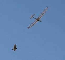 Micro Bird Of Time 1.2m 3 Micro Bird Of Time 1.2m -MKS Sales Store micro bird of time 1 2m 45